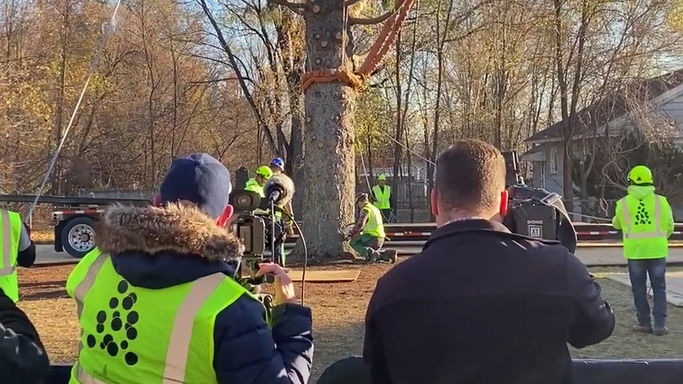 Cutting Down the Tree